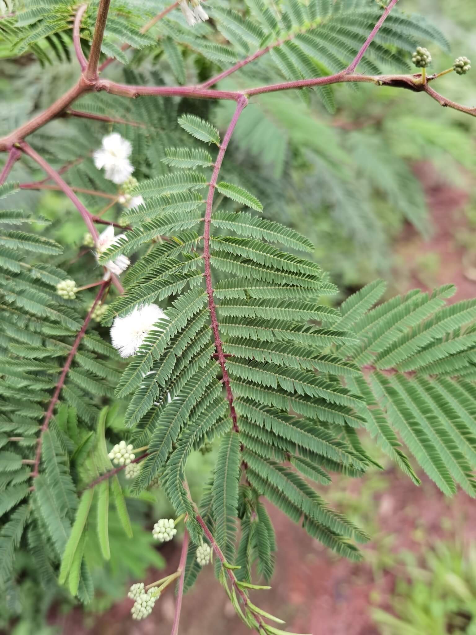 Acaciella angustissima